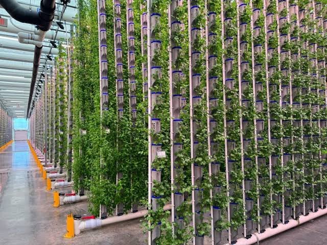 Torres de cultivo vertical con riego y nutrientes controlados en circuito cerrado